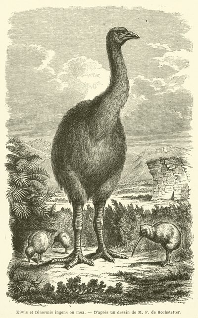 Kiwi e Dinornis ingens o moa (incisione) da French School