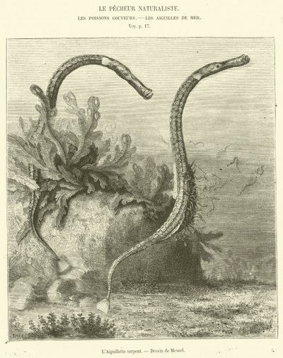 Il serpente Aiguillette da French School