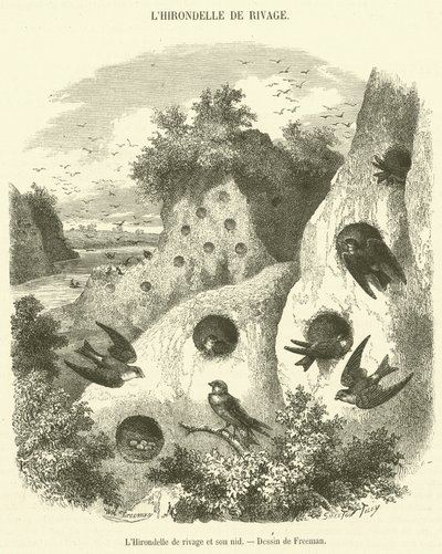 La rondine di riva e il suo nido da French School