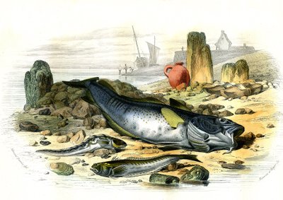 La Blennie Ovipare (Blennius viviparus), in basso la trachine vive e il gad cod - Tavola estratta da Histoire Naturelle di Bernard Germain de Lacepede (1856-1925), edizione P.Furme, Parigi da French School