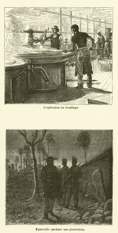 La canna da zucchero da French School