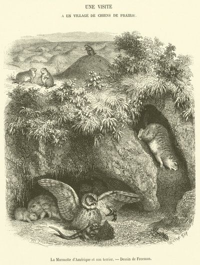 La marmotta d