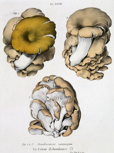 La corna d