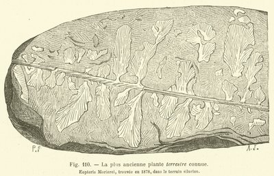 La più antica pianta terrestre conosciuta (incisione) da French School