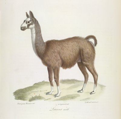 Lama maschio, da 