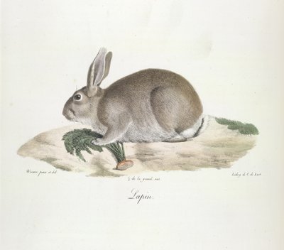 Lapin, Coniglio, da Histoire Naturelle des Mammifères (litografia a colori) da French School