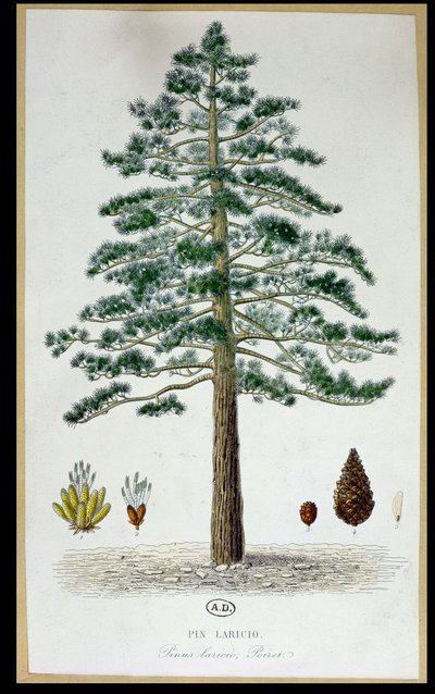 Albero di Pino Laricio da French School