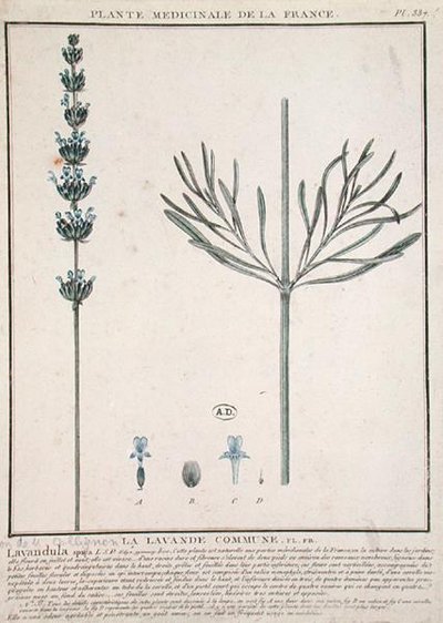 Spiga di lavanda, tavola da 