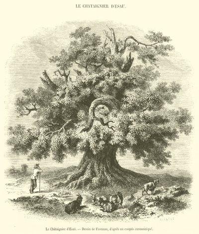 Il Castagno di Esaù da French School