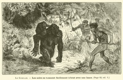 Il Gorilla da French School