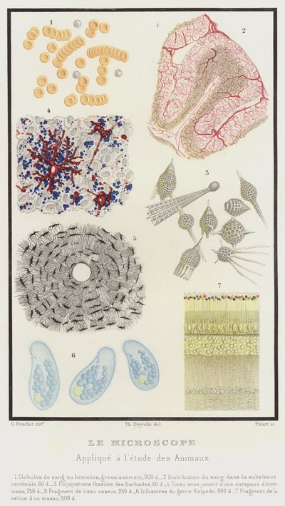 Il Microscopio, Applicato allo studio degli Animali da French School