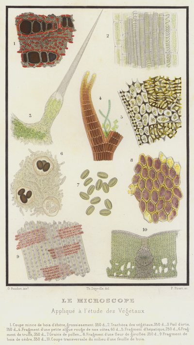 Il microscopio, applicato allo studio dei vegetali da French School