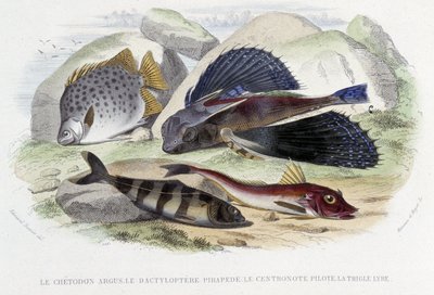 Il chétodon argus, il tyloptera pirapède, il centronote pilota, la trigla lira - in "Histoire Naturelle" di Lacépède, ed. Furne, Parigi da French School