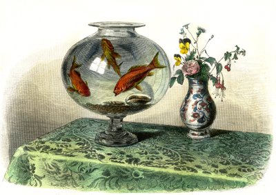 Le cyprin dore (Cyprinus Auratus) - Tavola estratta da Histoire Naturelle di Bernard Germain de Lacepede (1856-1925), edizione P.Furme, Parigi da French School