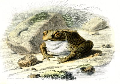 Il rospo (Bufo vulgaris) - Tavola da Storia Naturale di Bernard Germain de Lacepede, edizione P.Furme, Parigi da French School