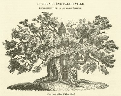 La vecchia quercia di Allouville (incisione) da French School