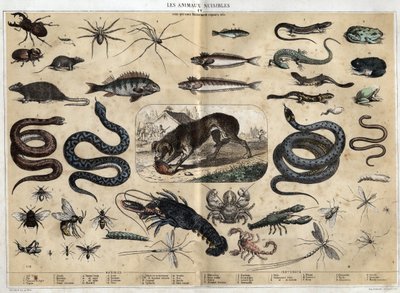 Les animaux nuisibles. incisione del 1860 in "les Récréations instructives" Sinottico dipinto di Jules DELBRUCK. Collezione privata da French School