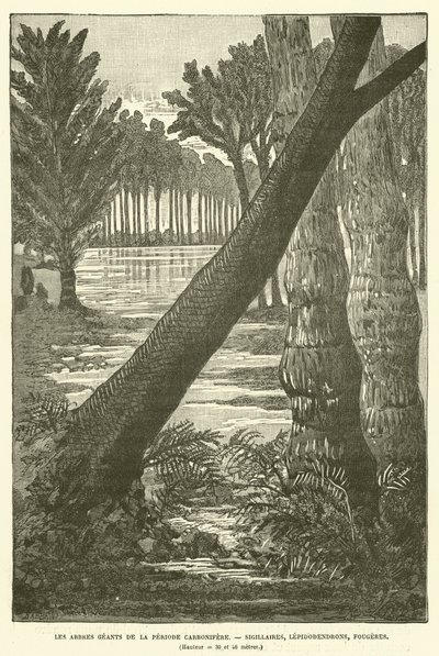 Gli alberi giganti del periodo carbonifero da French School