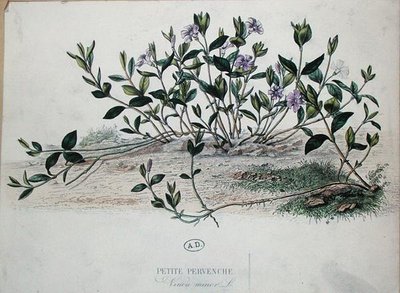 Pervinca minore o Vinca minor da French School