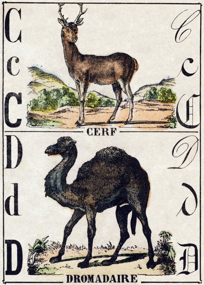 Lettera C Cervo; D Dromedario. Incisione in "Alfabeto degli animali selvatici". 9a Serie. Immagini di Epinal, Pellerin, stampatore-editore, circa 1870. Incisioni su legno, stencil. 16 pagine. Dim: 20 x 15 cm. Collezione privata da French School