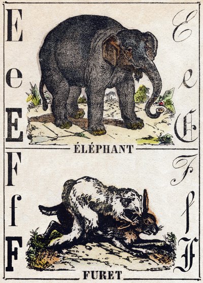 Lettera E Elefante; F Furetto. Incisione in "Alfabeto degli animali selvatici". 9a Serie. Immagini di Epinal, Pellerin, stampatore-editore, circa 1870. Incisioni su legno, stencil. 16 pagine. Dim: 20 x 15 cm. Collezione privata da French School