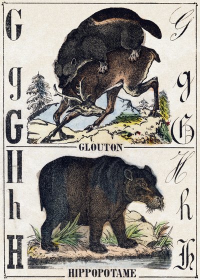 Lettera G Ghiottone; H Ippopotamo. Incisione in "Alfabeto degli animali selvatici". 9a Serie. Imagerie d