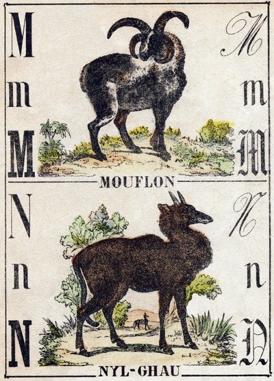Lettera M Mouflon; N Nyl-ghau (Nyl ghau). Incisione in "Alfabeto degli animali selvatici". 9a Serie. Immagini di Epinal, Pellerin, stampatore-editore, circa 1870. Incisioni su legno, stencil. 16 pagine. Dim: 20 x 15 cm. Collezione Privata da French School