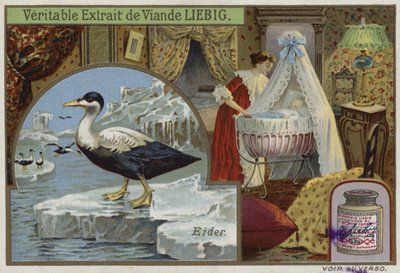 Carta Liebig con un edredone da French School