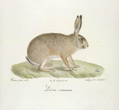 Lepre comune, da Histoire Naturelle des Mammifères (litografia a colori) da French School