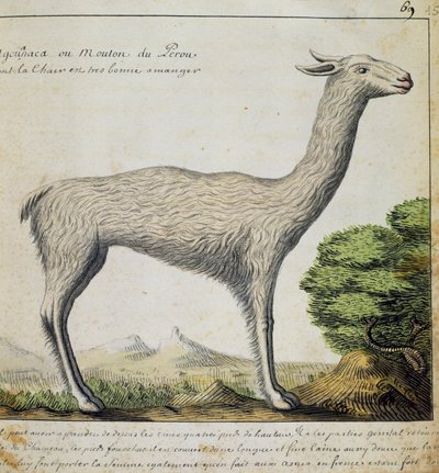 Llama, Perù, acquerello dal diario di bordo di Jacques Gouin de Beauchesne da French School
