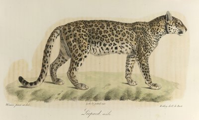 Leopardo maschio, da 