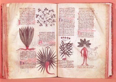 Mandragora, da un trattato di Dioscoride (40-90 d.C.) da French School