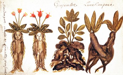 Mandragora, zenzero, Luna Campana da French School