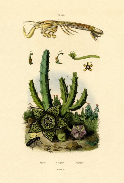 Canocchia da French School