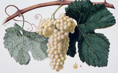 Vitigno Marsanne (Cotes du Rhone), ampelografia da French School