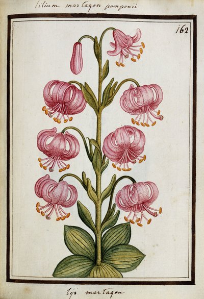Giglio martagone, c.1700 da French School