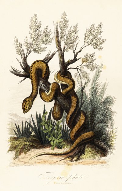 Vipera di Martinica, Bothrops lanceolatus da French School