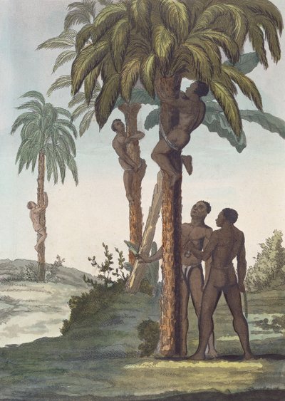 Uomini che scalano alberi per il burro di karité, Senegal da French School