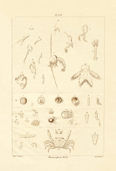 Metamorfosi da French School