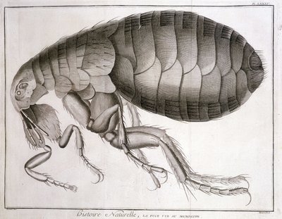 Microscopio - in "Encyclopedia", Diderot et d