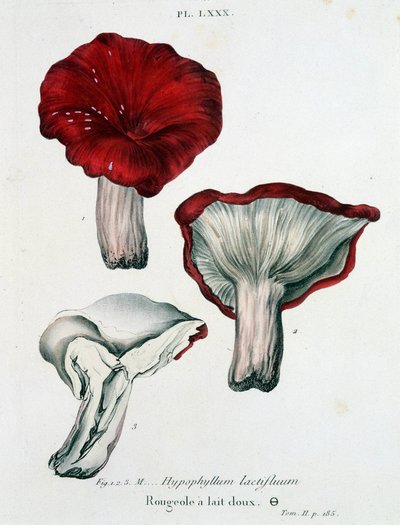 Morbillo del latte - in "Trattato dei funghi" di Jean Jacques Paulet, fine XVIII secolo da French School