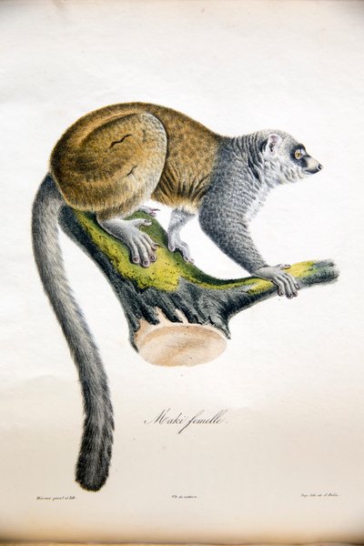 Lemure mangusta, da Histoire Naturelle des Mammifères, con figure originali, di Étienne Geoffroy Saint-Hilaire & Frédéric Cuvier, 1824-42 da French School