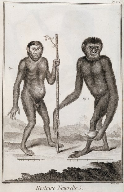 Scimmie Jocko e Gibbon da French School