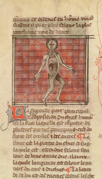 Figura anatomica, da La Chirurgia di Maestro Enrico di Mondeville da French School