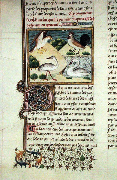 Ms 399 Le proprietà degli uccelli, dal Livre des Proprietes des Choses di Barthelemy l