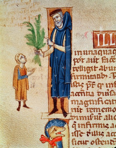 Ms 413 f.92v Piante medicinali, illustrazione dal Traité de Médecine di Claudio Galeno tradotto da Gerardo da Cremona da French School