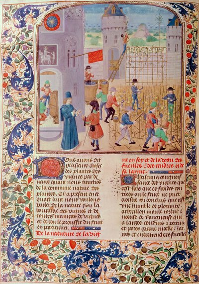 Ms 5064 fol.68v Lavoro nella vigna, da Livre des Prouffitz Champestres di Pietro de Crescenzi (1230-1321) da French School