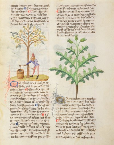 Ms. De Diversis Herbis di Dioscoride, fol.165r Estrazione di trementina da French School