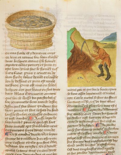 Ms. De Diversis Herbis di Dioscoride, fol.8r Semi in una vasca e ricerca di tuberi di genziana da French School