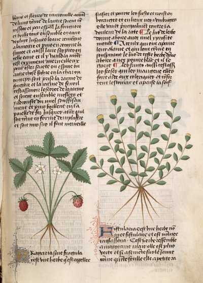 Ms Est 28 M 5.9 fol.75r Pianta di fragole, da 